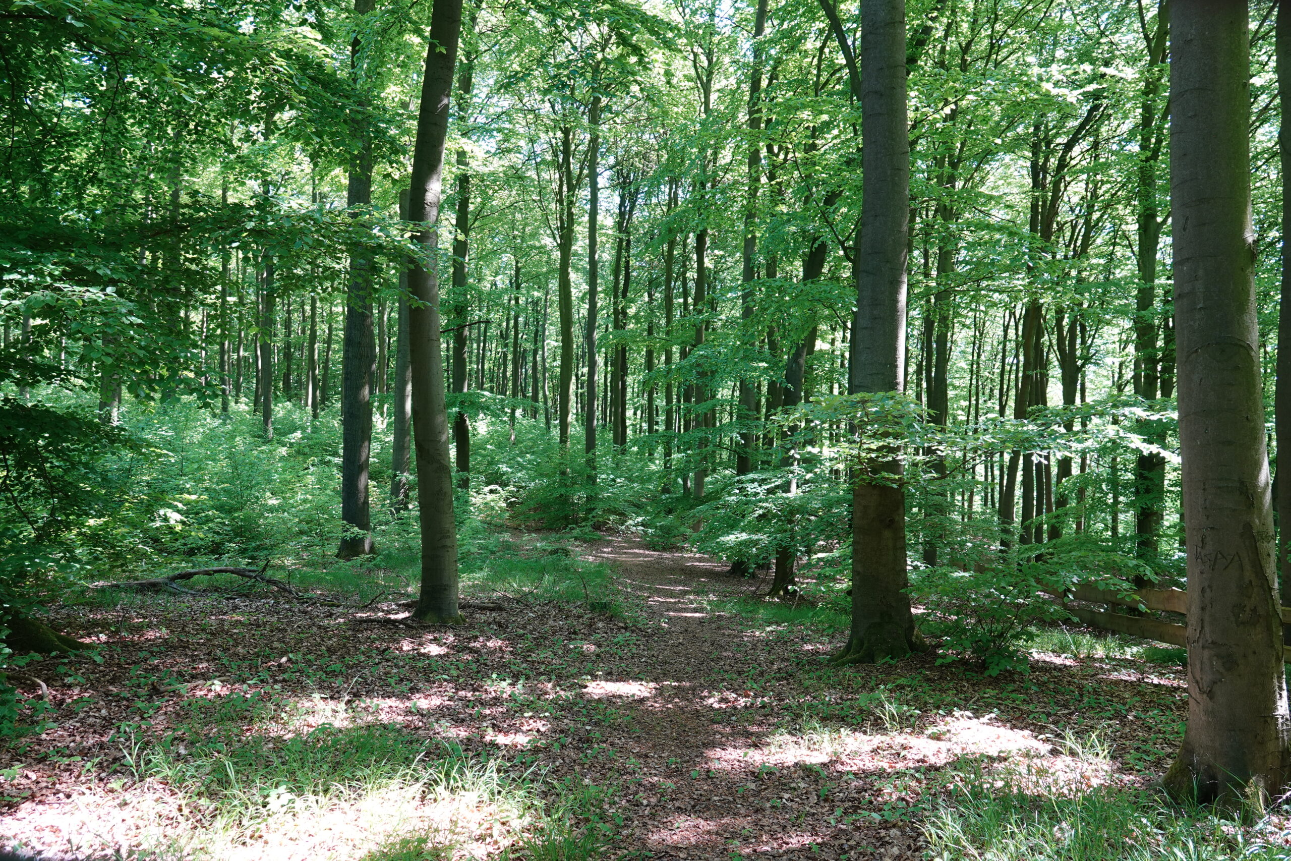Familien- und Freundschaftsbäume